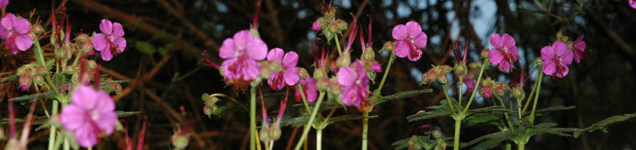 Stress und Burnout www.nachhausefinden.at