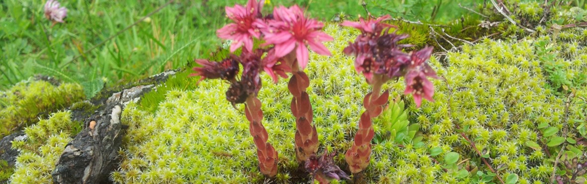 Empfehlungen www.nachhausefinden.at