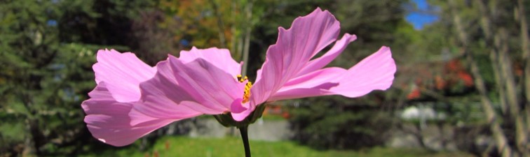 Heilungsarbeit www.nachhausefinden.at