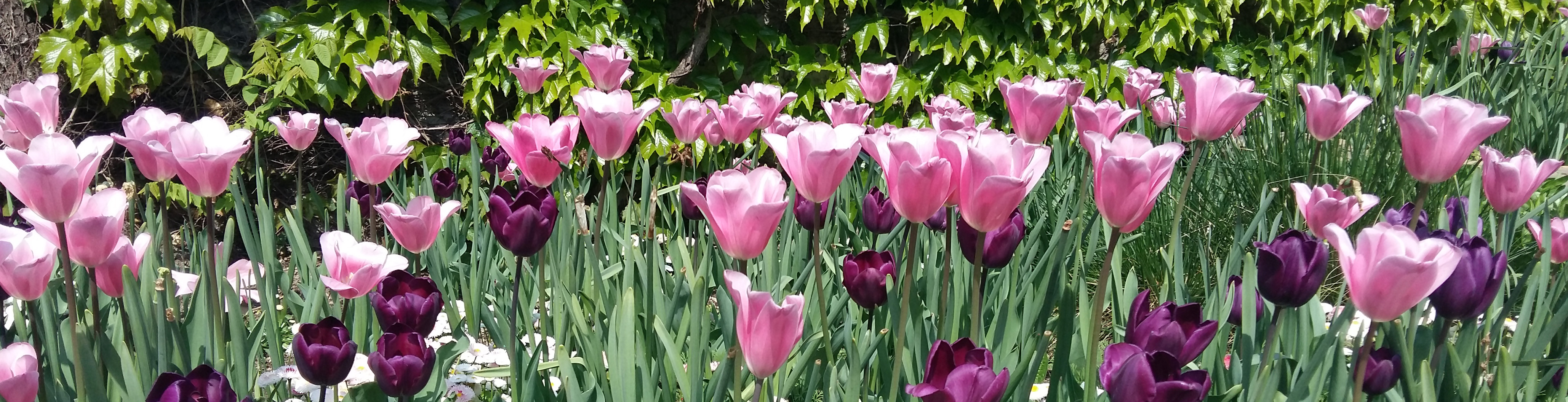 Heilungsarbeit www.nachhausefinden.at