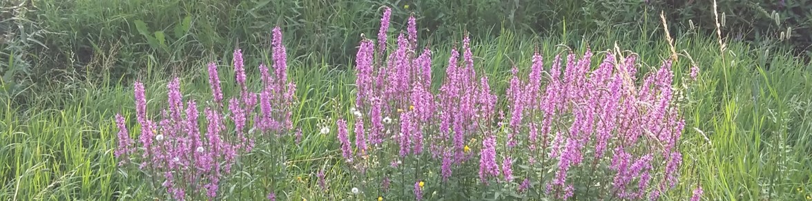 Heilungsarbeit www.nachhausefinden.at