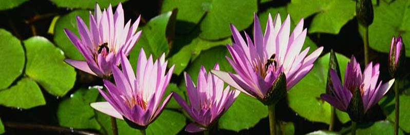 Ahnenclearing www.nachhausefinden.at